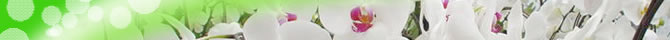 阿久根洋蘭園は、鹿児島県の阿久根市で、胡蝶蘭を専門に生産・販売しています。 